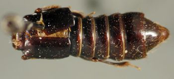 Media type: image;   Entomology 20239 Aspect: habitus dorsal view